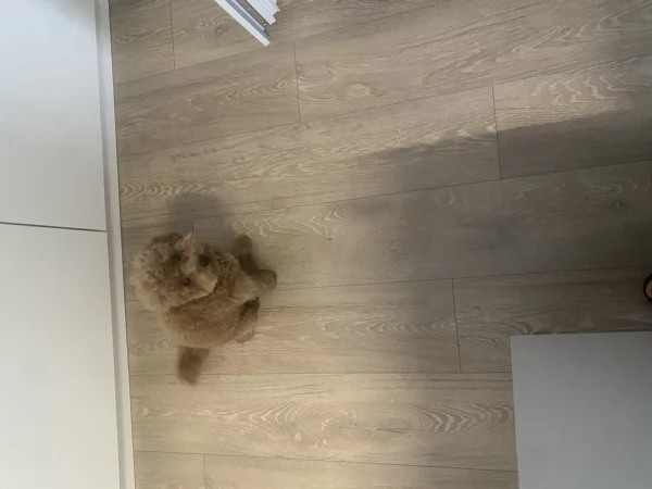 Barboncino toy maschio | Foto 0