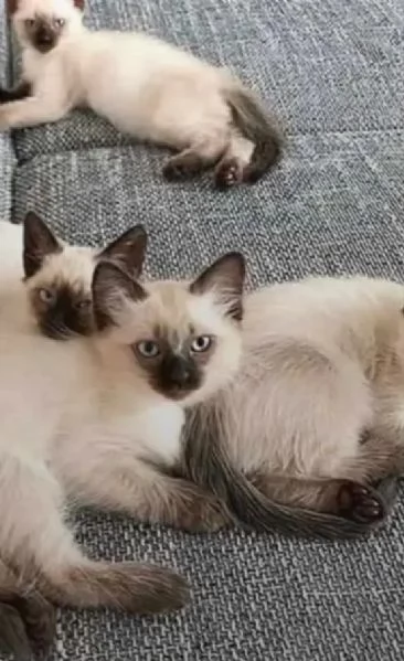 Adozione gattini Siamese 