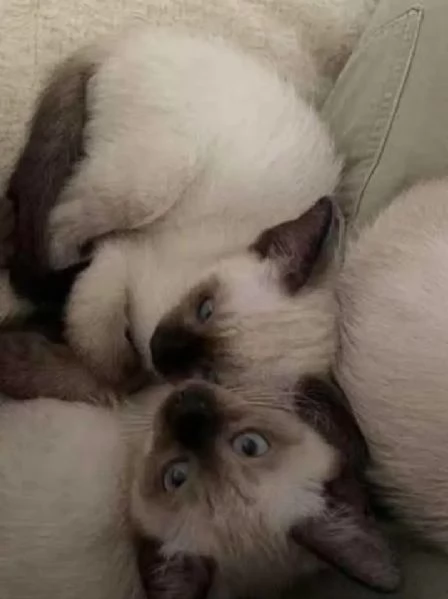 Adozione gattini Siamese 