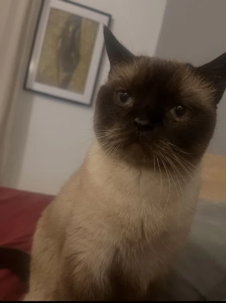 Gatto Siamese/Himalayano in cerca di famiglia – 5 anni  | Foto 0