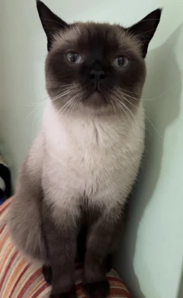 Gatto Siamese/Himalayano in cerca di famiglia – 5 anni 