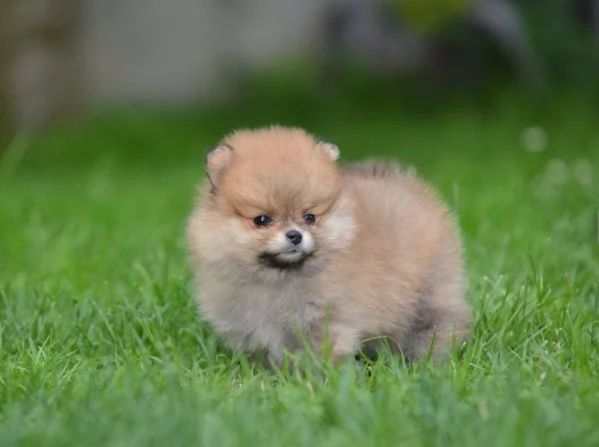 Pomerania Spitz – Bellissimi cuccioli