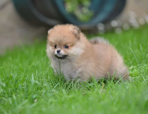 Pomerania Spitz – Bellissimi cuccioli | Foto 2
