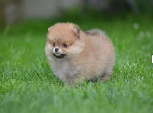 Pomerania Spitz – Bellissimi cuccioli | Foto 1