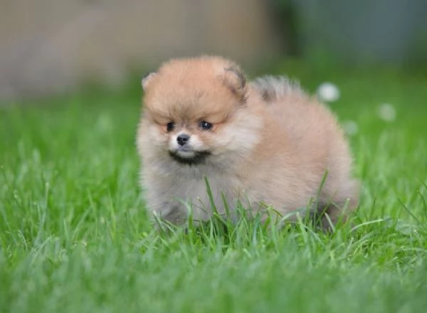 Pomerania Spitz – Bellissimi cuccioli | Foto 0