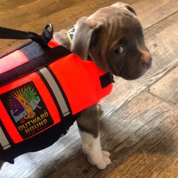 Vendo bellissimi cuccioli di pitbull | Foto 1