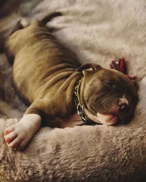 Vendo bellissimi cuccioli di pitbull | Foto 0