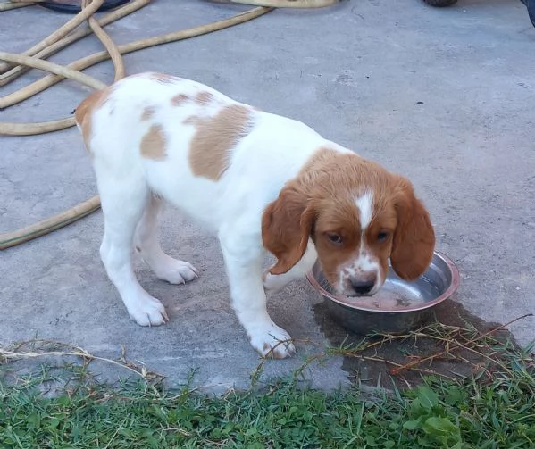 Cuccioli maschi Breton
