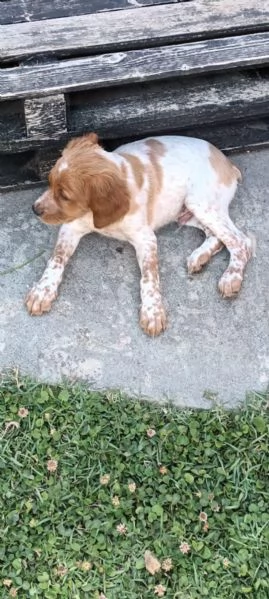 Cuccioli maschi Breton | Foto 0