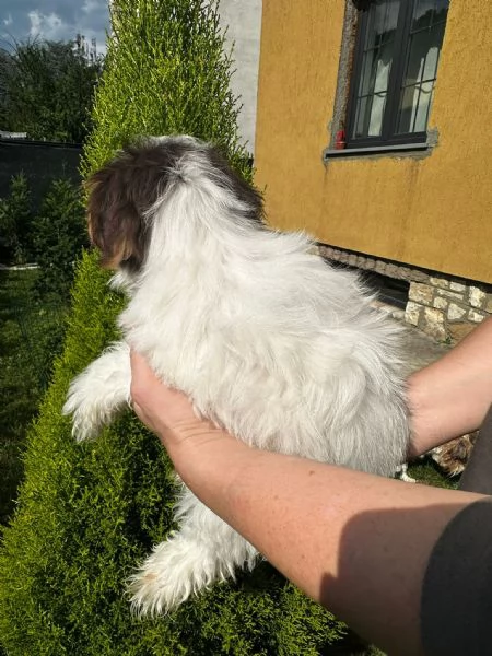 Maschi di Yorkshire biewer  | Foto 6