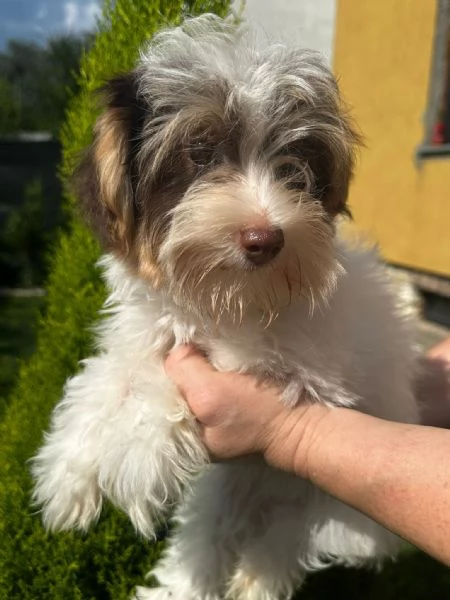 Maschi di Yorkshire biewer  | Foto 5