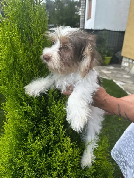 Maschi di Yorkshire biewer  | Foto 4