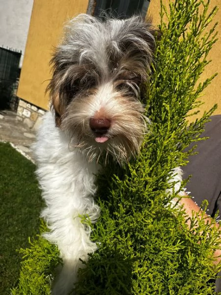 Maschi di Yorkshire biewer  | Foto 3