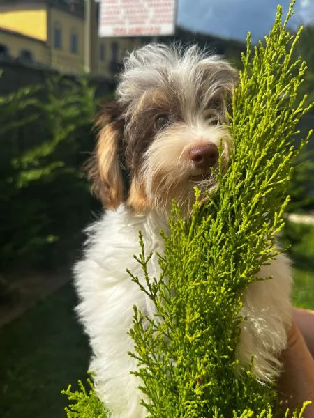 Maschi di Yorkshire biewer 