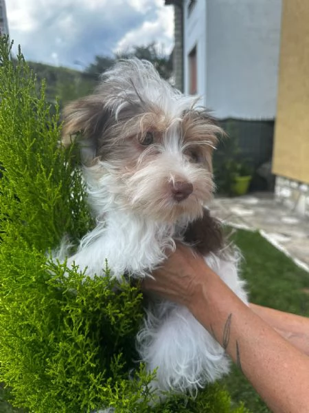 Maschi di Yorkshire biewer  | Foto 2