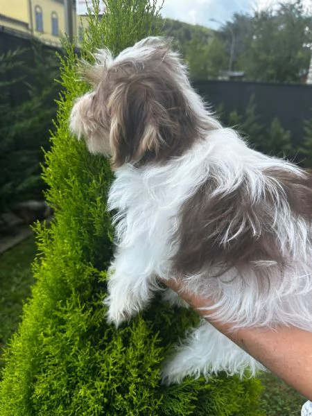 Maschi di Yorkshire biewer  | Foto 1