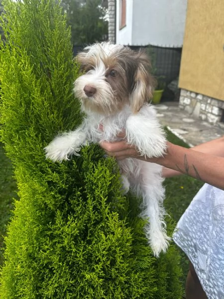 Maschi di Yorkshire biewer  | Foto 0