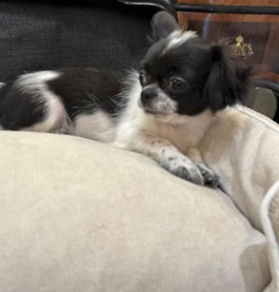 Chihuahua (Toy) (cuccioli maschio e femmina)