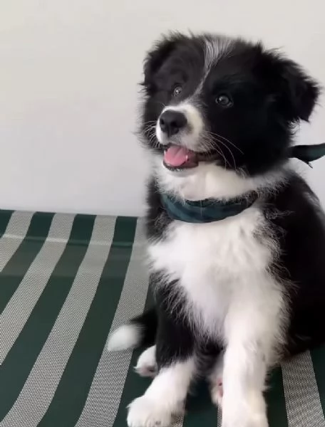 Border Collie (cuccioli maschio e femmina) | Foto 0
