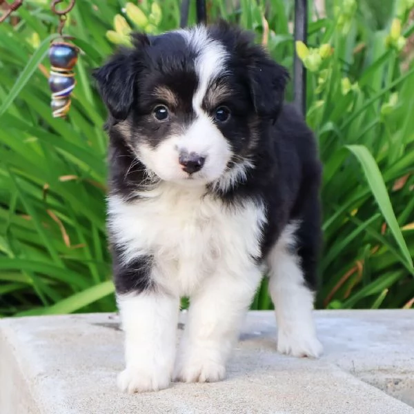 Australian shepherd (cuccioli maschio e femmina)