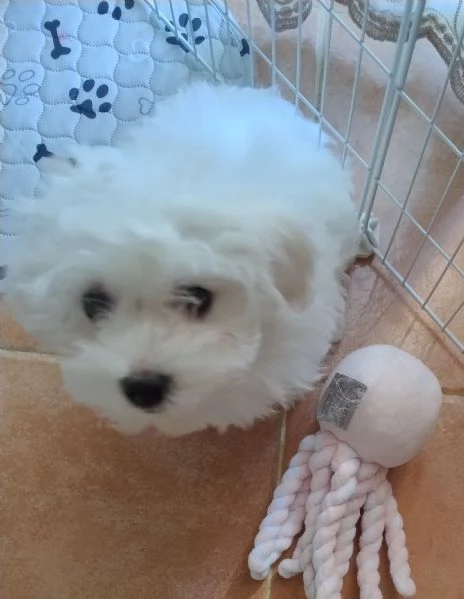Cuccioli di Maltese 