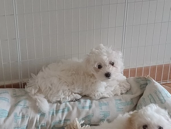 Cuccioli di Maltese  | Foto 1