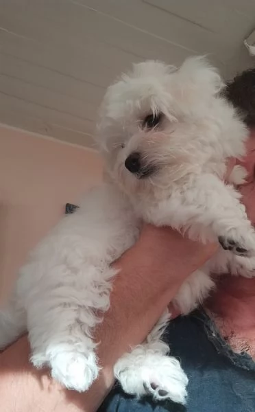 Cuccioli di Maltese  | Foto 0