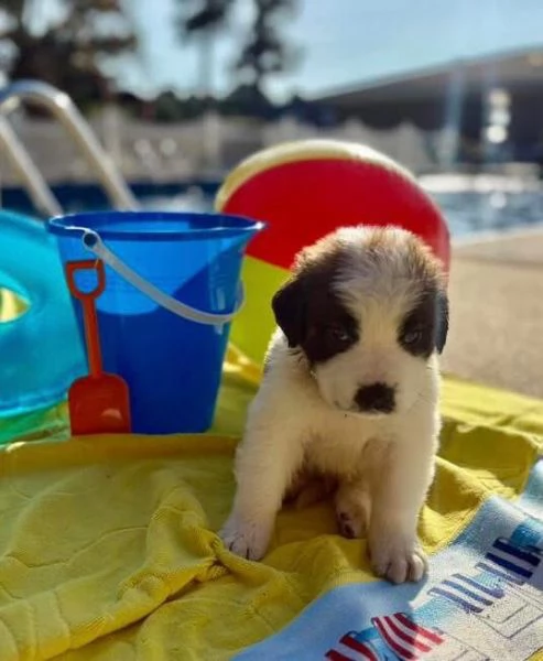 San Bernardo (cuccioli maschio e femmina) | Foto 0