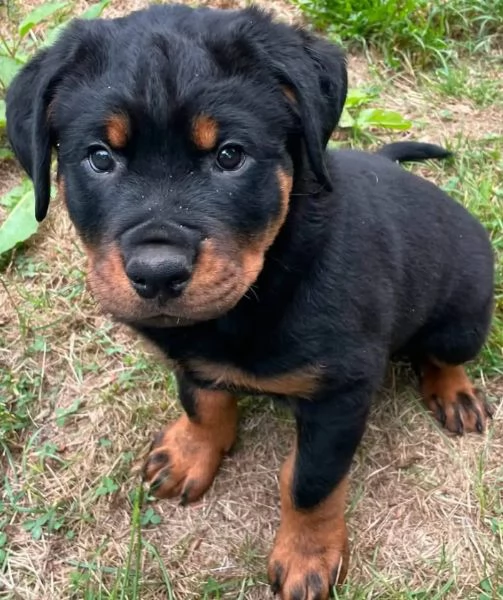 Rottweiler (cuccioli maschio e femmina) | Foto 1