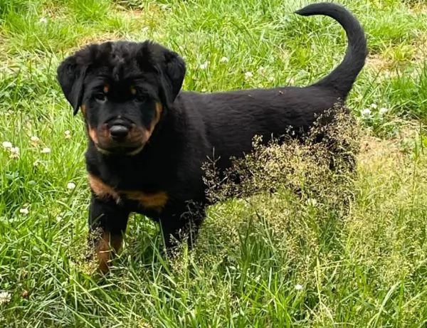 Rottweiler (cuccioli maschio e femmina) | Foto 0