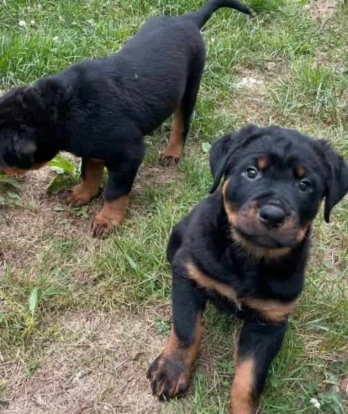 Rottweiler (cuccioli maschio e femmina)