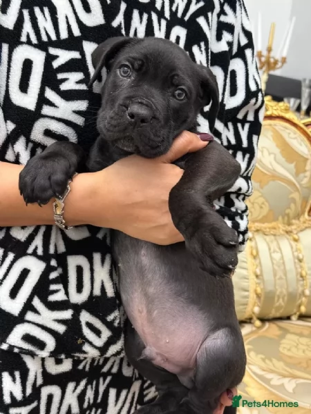Cane Corso (cuccioli maschio e femmina)