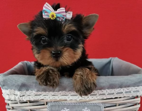 Yorkshire Terrier (cuccioli maschio e femmina)