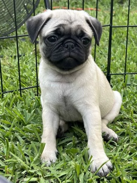 Carlino (Pug) (cuccioli maschio e femmina)
