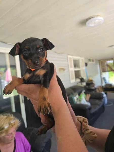Pinscher Mini (cuccioli maschio e femmina)