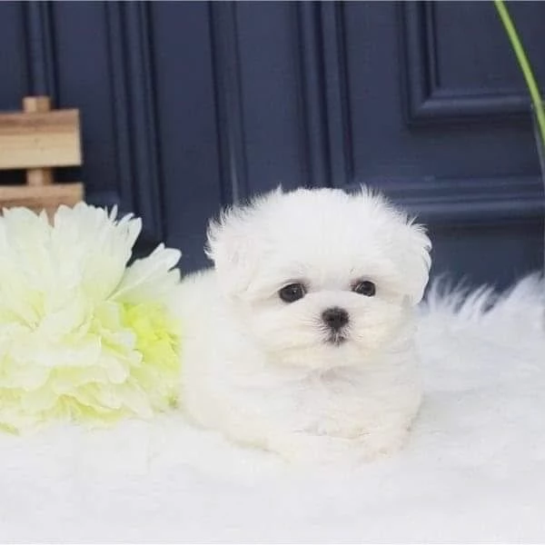 Maltese Toy (cuccioli maschio e femmina)