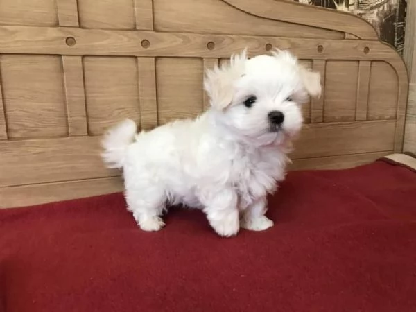 Maltese Toy (cuccioli maschio e femmina) | Foto 0