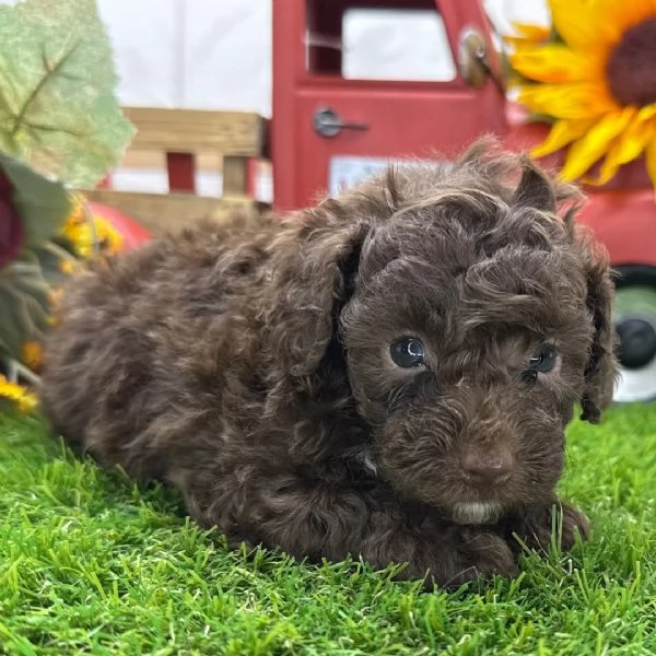 Barboncino Toy (cuccioli maschio e femmina)