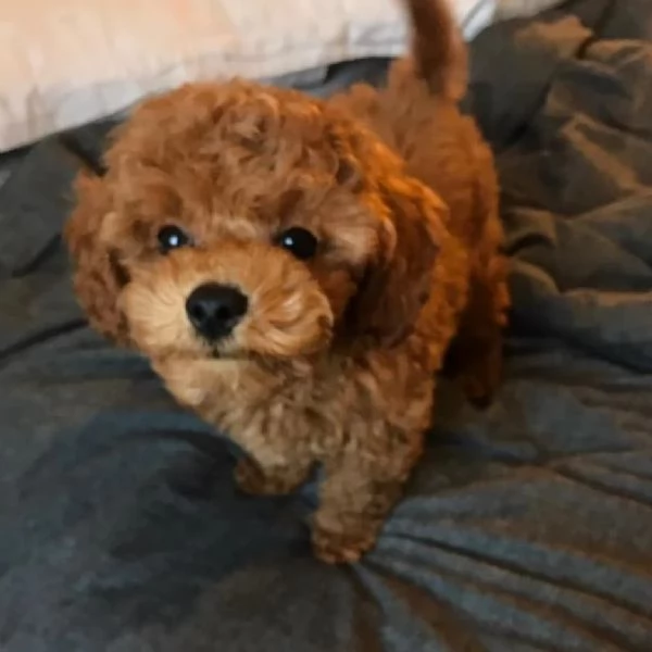 Barboncino Toy (cuccioli maschio e femmina)