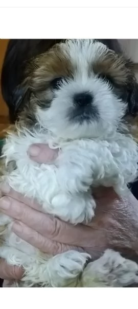 Cuccioli di shih tzu