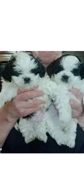Cuccioli di shih tzu | Foto 2