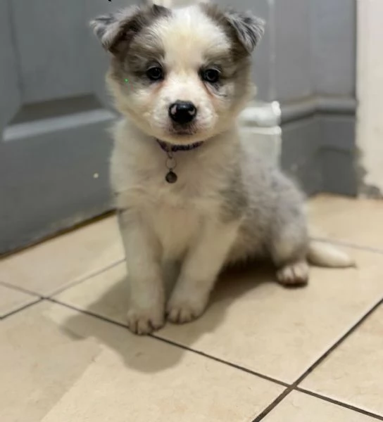 Regala splendidi cuccioli di Border Collie