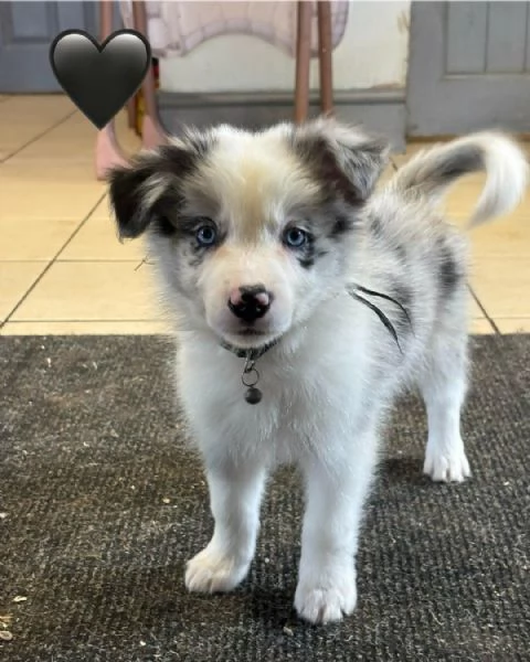 Regala splendidi cuccioli di Border Collie | Foto 0