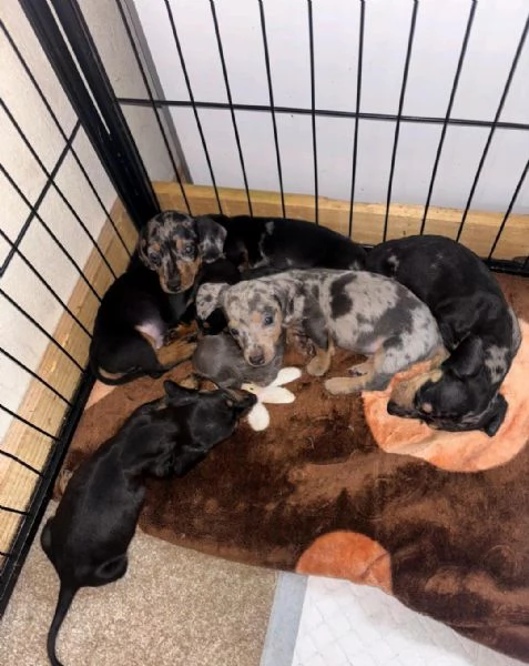 Regalo Cuccioli di Bassotti  WhatsApp [hidden]