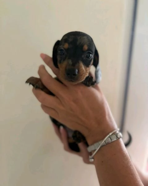 Regalo Cuccioli di Bassotti  WhatsApp [hidden] | Foto 1