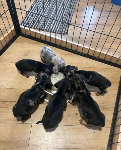 Regalo Cuccioli di Bassotti  WhatsApp [hidden] | Foto 0