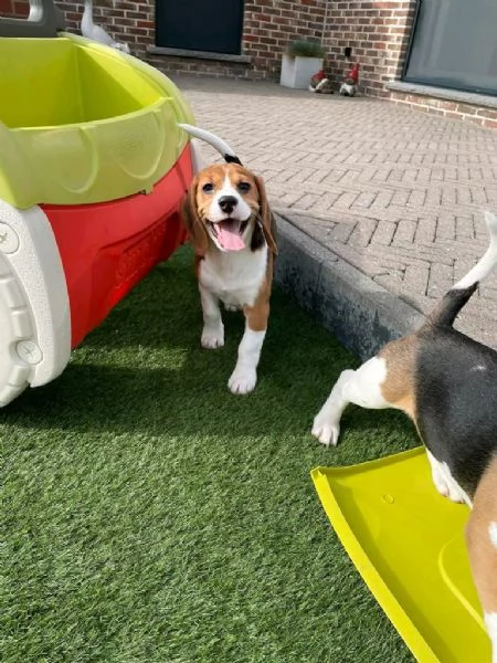Regalo Cuccioli di Beagle WhatsApp [hidden]