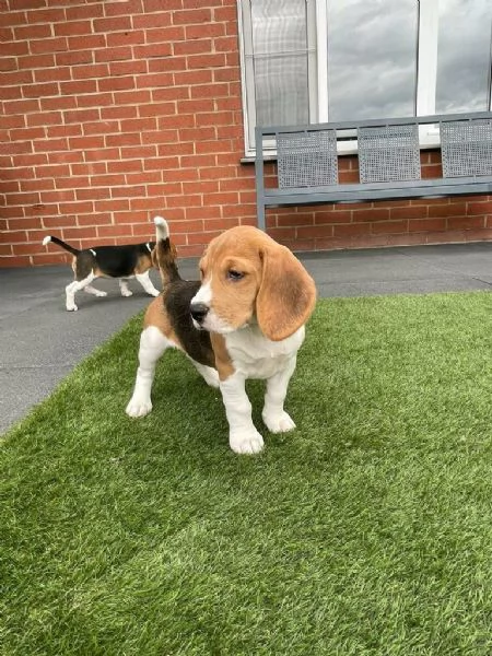 Regalo Cuccioli di Beagle WhatsApp [hidden] | Foto 2