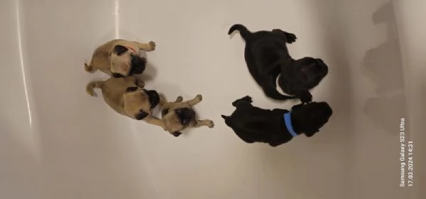 Regalo Cuccioli di Carlino  WhatsApp [hidden] | Foto 1