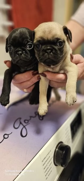 Regalo Cuccioli di Carlino  WhatsApp [hidden] | Foto 0